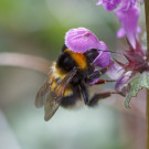 Gartenhummel an Taubnessel, 15. April 2022
Hochgeladen am 24.04.2022 von Petra