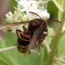 Hornisse (Vespa crabro) erbeutet Honigbiene (Apis mellifera) in Tellerhortensie (Hydrangea serrata) III, 25. Juli 2016
Hochgeladen am 25.07.2016 von Petra