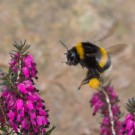 Achtung Schwerlasttransporter - Dunkle Erdhummel mit Pollenhöschen
Hochgeladen am 25.03.2014 von Petra