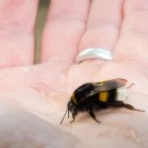 Sehr klein und am 17. Februar aufgewacht: Erdhummel
Hochgeladen am 17.02.2016 von Petra