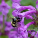 Bombus hortorum an Nesselkönig, 18. Juni 2014
Hochgeladen am 19.06.2014 von Petra