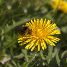 Erdhummel (Bombus terrestris) auf Löwenzahn, 24. April 2022.
Hochgeladen am 24.04.2022 von Petra