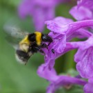 Gartenhummel in Lamium Orvala, 18. Juni 2014
Hochgeladen am 19.06.2014 von Petra