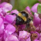 Gartenhummel mit dicken Pollenhöschen in Kleiner Braunell, 18. Juni 2014
Hochgeladen am 19.06.2014 von Petra