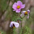 Novemberhummel: Ackerhummeldrohn in Cosmea-Blüte, 15. November 2014
Hochgeladen am 15.11.2014 von Petra