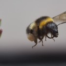 Von Blüte zu Blüte, Gartenhummel fliegt von einem Topf mit Kleiner Braunelle zum nächsten, 18. Juni 2014
Hochgeladen am 19.06.2014 von Petra