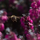 Honigbiene im Anflug auf Winterheide, 14. März 2016
Hochgeladen am 14.03.2016 von Petra