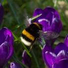 Endlich brummt es wieder: Bombus terrestris Königin im Krokus, 14. März 2016
Hochgeladen am 14.03.2016 von Petra