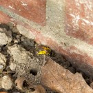 Sehr kleine Biene auf der Erde unter dem Brombeerstrauch
Hochgeladen am 28.03.2014 von Petra