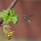 Schwebfliege an Brombeer
Hochgeladen am 28.03.2014 von Petra