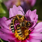 Gelbbindige Furchenbienen paaren sich in der Blüte eines Schmuckkörbchens, 28. August 2022.
Hochgeladen am 28.08.2022 von Petra