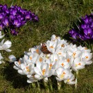 Der erste Schmetterling, ein Tagpfauenauge, am 17. März in den Krokussen
Hochgeladen am 18.03.2016 von Petra