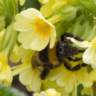Gartenhummel schlemmt in der Schlüsselblume
Hochgeladen am 28.03.2014 von Petra