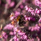 Erste Baumhummel 2015, 8. März
Hochgeladen am 08.03.2015 von Petra