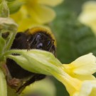 Gartenhummel schaut aus Schlüsselblume
Hochgeladen am 28.03.2014 von Petra