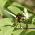 Gartenhummel (Bombus hortorum), Arbeiterin an Roter Heckenkirsche, 8. Mai 2022.
Hochgeladen am 08.05.2022 von Petra