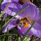 Ackerhummel (Bombus pascuorum) an Krokus, 27. März 2016 in Wroclaw, Polen
Hochgeladen am 08.04.2016 von Petra