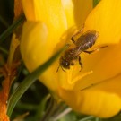 Weibliche Furchen- oder Sandbiene in Krokusblüte, 9. März 2015
Hochgeladen am 10.03.2015 von Petra