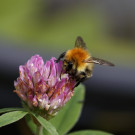 Ackerhummel, Drohn auf Rotkleeblüte, 29. August 2022.
Hochgeladen am 29.08.2022 von Petra