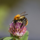 Drohn der Ackerhummel auf Rotklee, 29. August 2022.
Hochgeladen am 29.08.2022 von Petra