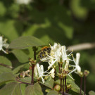 Arbeiterin der Ackerhummel (Bombus pascuorum) sammelt Pollen in Roter Heckenkirsche, 8. Mai 2022.
Hochgeladen am 08.05.2022 von Petra