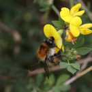 Ackerhummel in Blüte des Hornschotenklees, 29. August 2022.
Hochgeladen am 29.08.2022 von Petra