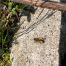 Sandbiene sonnt sich
Hochgeladen am 29.03.2014 von Petra
