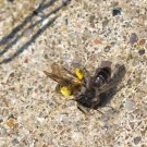 Plötzlich stürzt sich eine andere Biene auf sie
Hochgeladen am 29.03.2014 von Petra