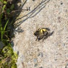 Die Bienen kugeln vom Stein
Hochgeladen am 29.03.2014 von Petra