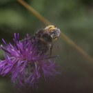 Ein Männchen der Gelbbindigen Furchenbiene auf Steinhummel auf Skabiosenflockenblume, 29.08.2022.
Hochgeladen am 29.08.2022 von Petra