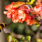 Gartenhummel an Zierquitte
Hochgeladen am 29.03.2014 von Petra