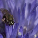 Wildbiene auf Bergsandglöckchen, 24. Juni 2014
Hochgeladen am 24.06.2014 von Petra