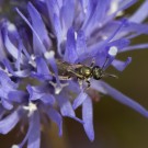 Wildbiene in Blüte des Bergsandglöckchens, 24 Juni 2014
Hochgeladen am 24.06.2014 von Petra