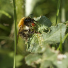 Ackerhummel mit festgebissenem Käfer am Rüssel II, 18. Mai 2022
Hochgeladen am 18.05.2022 von Petra