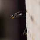 Verpeilte Biene im Anflug, 27. Juni 2014
Hochgeladen am 27.06.2014 von Petra
