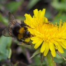 Wiesenhummel auf Löwenzahn
Hochgeladen am 30.03.2014 von Petra