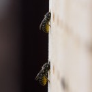 Bauarbeiten im Dreierpack, zwei von drei noch unbekannten Bienen im Bild, 27. Juni 2014
Hochgeladen am 27.06.2014 von Petra