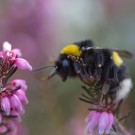 Die zunächst flugunfähige Erdhummelkönigin hat sich doch noch berappelt und fliegt, 17. März 2015
Hochgeladen am 17.03.2015 von Petra