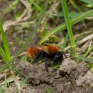 Fuchsrote Sandbiene (Andrena fulva) gräbt Nisteingang III, 4. April 2016
Hochgeladen am 09.04.2016 von Petra