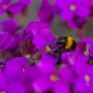 Gartenhummel im Blaukissen
Hochgeladen am 30.03.2014 von Petra