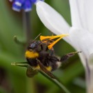 Gartenhummel am weißen Krokus, im Hintergrund Muscari
Hochgeladen am 30.03.2014 von Petra