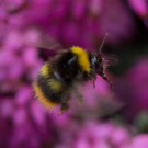 Wiesenhummel fliegt Winterheide an
Hochgeladen am 01.04.2014 von Petra