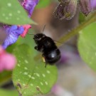 Anthophora plumipes an Lungenkraut
Hochgeladen am 01.04.2014 von Petra