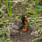 Anstrengender Job: Fuchsrote Sandbiene (Andrena fulva) baut Nest, 4. April 2016
Hochgeladen am 09.04.2016 von Petra