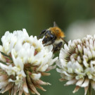 Ackerhummel (Bombus pascuorum) an Weißklee, 23. Mai 2022.
Hochgeladen am 25.05.2022 von Petra