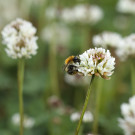 Ackerhummel-Arbeiterin sammelt Pollen an Weißklee, 23. Mai 2022
Hochgeladen am 25.05.2022 von Petra