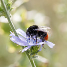 Steinhummel, Jungkönigin auf Wegwarte, 5. September 2022.
Hochgeladen am 11.09.2022 von Petra