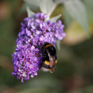 Jungkönigin der Dunklen Erdhummel in Fliederblüte, 5. September 2022.
Hochgeladen am 11.09.2022 von Petra