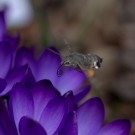 Taubenschwänzchen an Krokus, 17. März 2015
Hochgeladen am 17.03.2015 von Petra