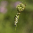 Raupenfutterpflanze des Schwalbenschwanzes, die Wilde Möhre, 29. August 2020
Hochgeladen am 29.08.2020 von Petra